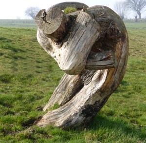 wat bomen allemaal kunnen vertellen