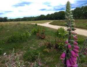 een bijzondere plant is de dophei. komt maar in een paar plekken van Nederland voor
