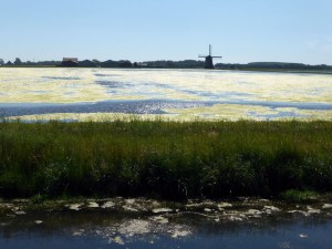 bollenvelden onder water