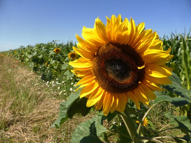 zonnenbloem met klaproos