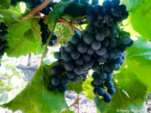 f7b1e923-b87a-417b-851f-faf13a8265a3